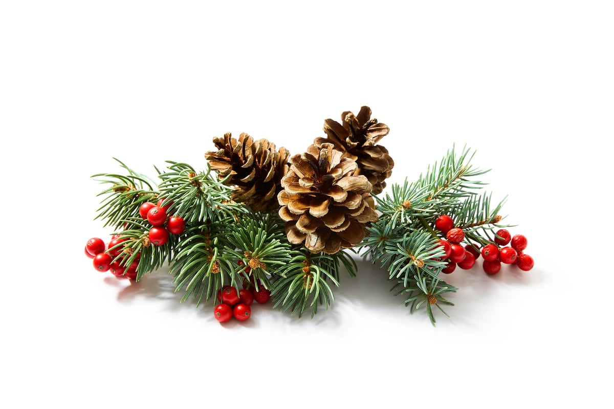 Christmas decoration of holly berries and pine cones on a white background